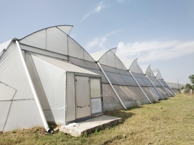 Naturally Ventilated Polyhouse