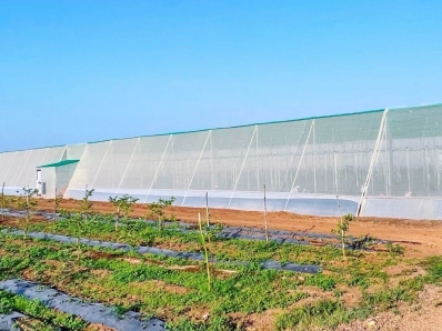 Flat Shade Net House